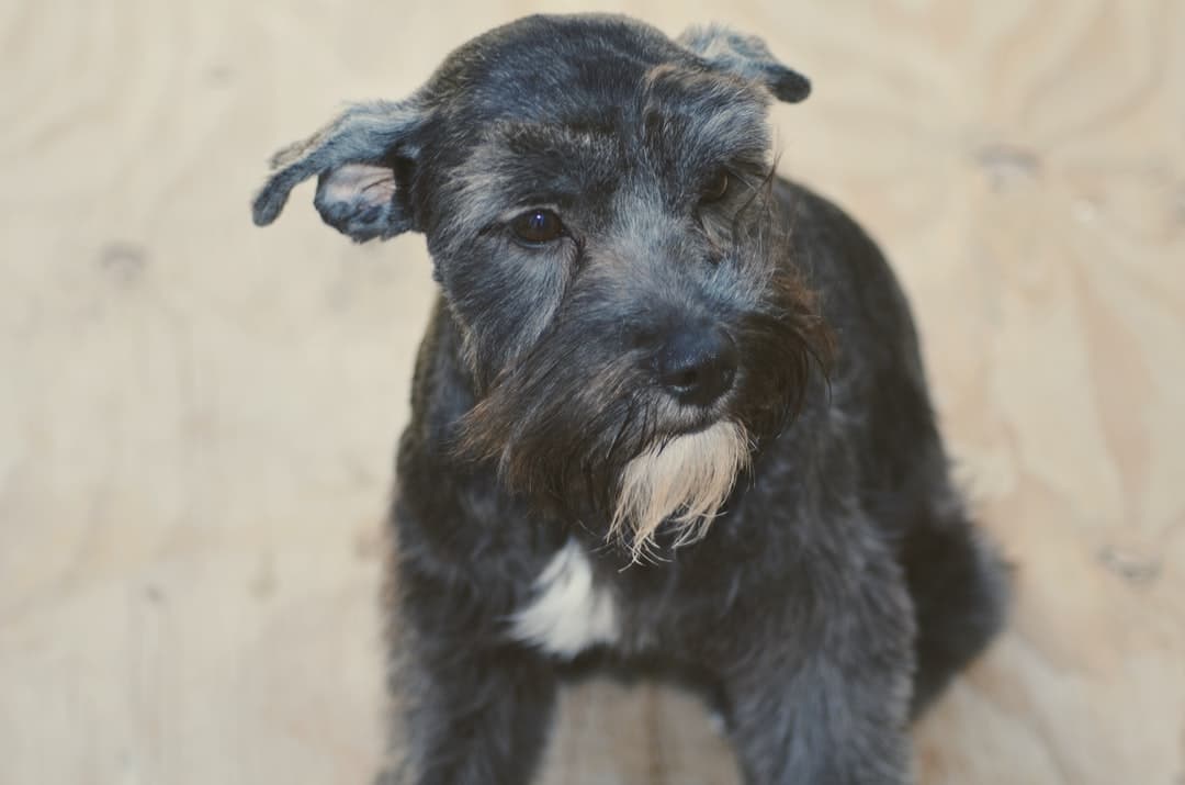 Bone salt and pepper schnauzer puppy