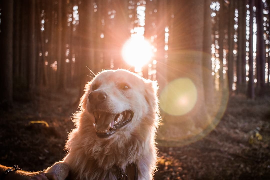 Dog in a forest at sunset dog in forest with sun rays