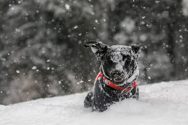 @adventure.yuki snowing dog on snow covered field ...