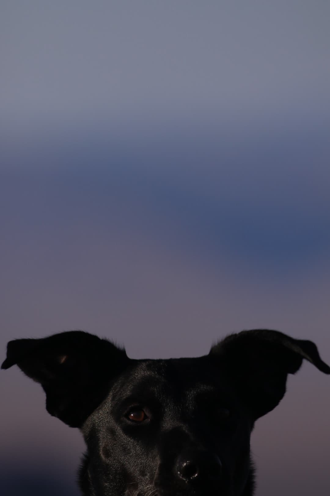 @adventure.yuki peekaboo adult short-coated black dog selective focus photography