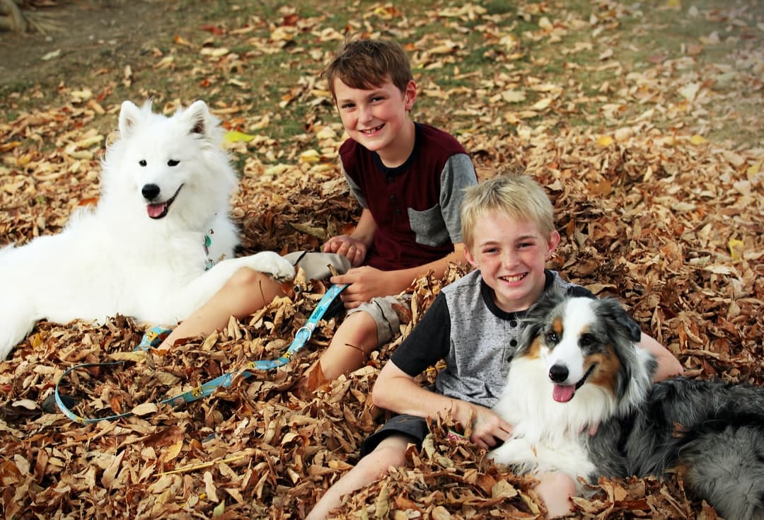 Two boys hug their dogs in a leaf pile in the fall. smiling boys with dogs