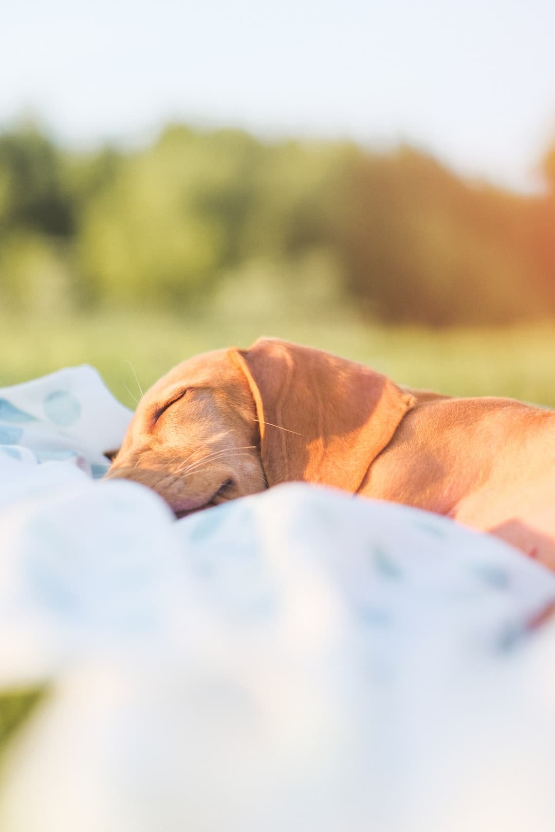 Milo durmiendo después de un largo día de jugar en el río brown short coated dog lying on white textile
