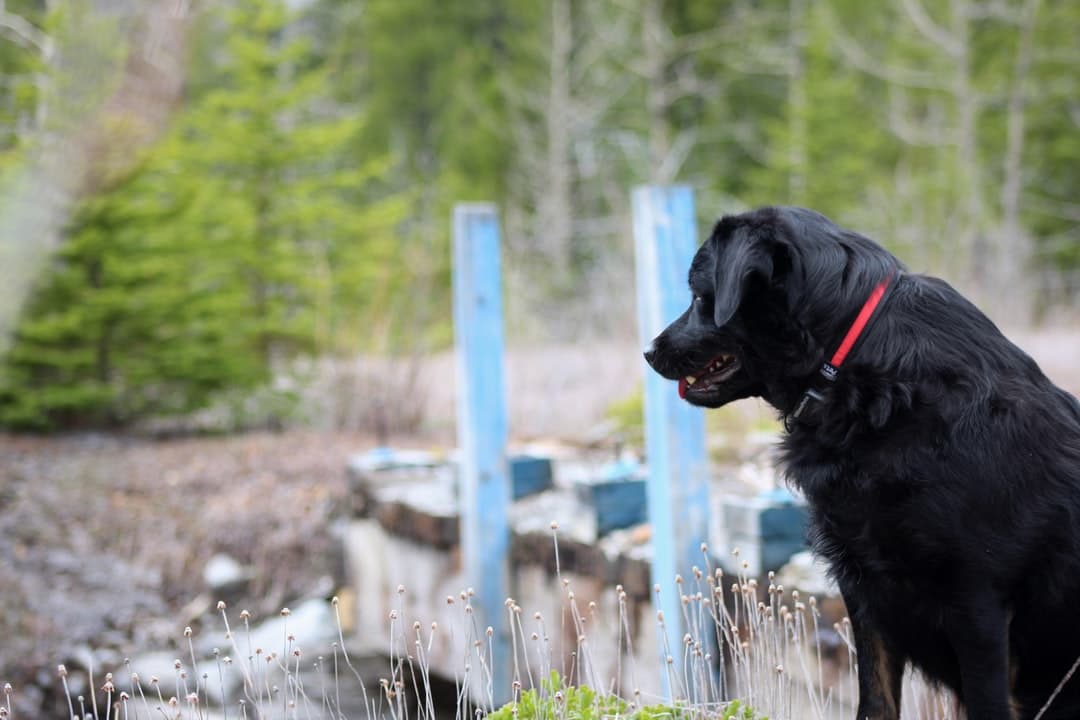 Hiking with my dog in the woods. black labrador retriever on brown grass field during daytime